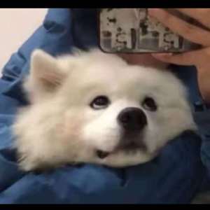 屁屁CCYYCOM绿帽国外
